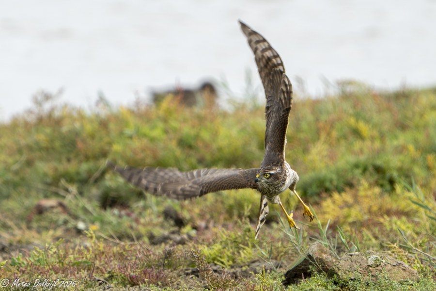 Sperwer in actie