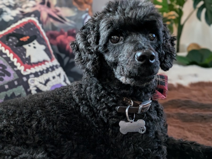 Amadeus de toypoedel